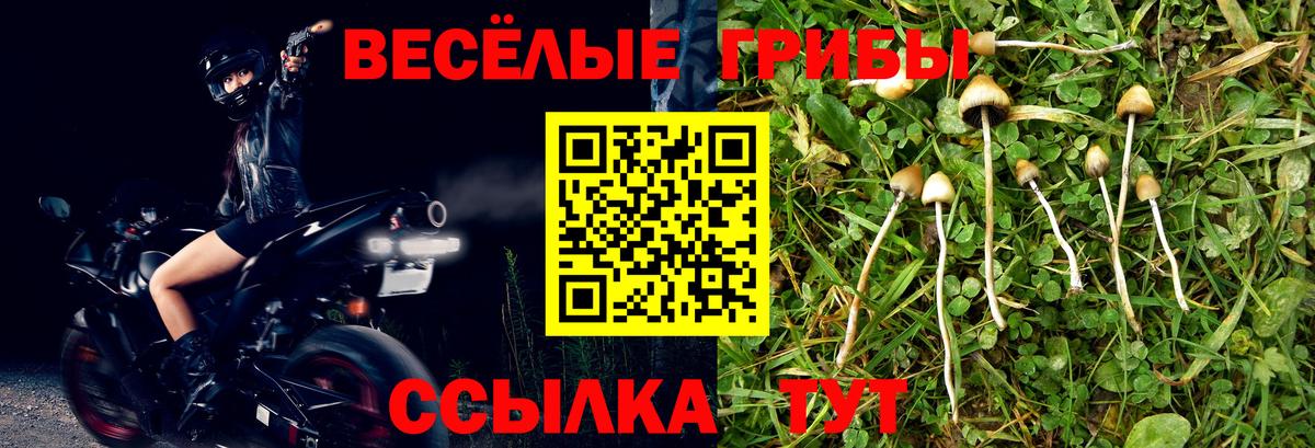 Галлюциногенные грибы Psilocybine cubensis Гуково